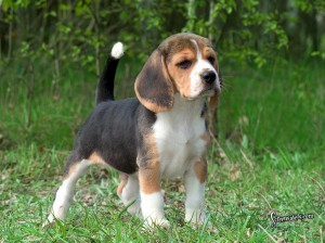 beaglepuppy_1024.jpg