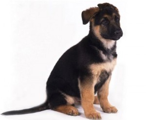 german_shepherd_puppy_2.JPG