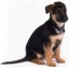 german_shepherd_puppy_2.JPG